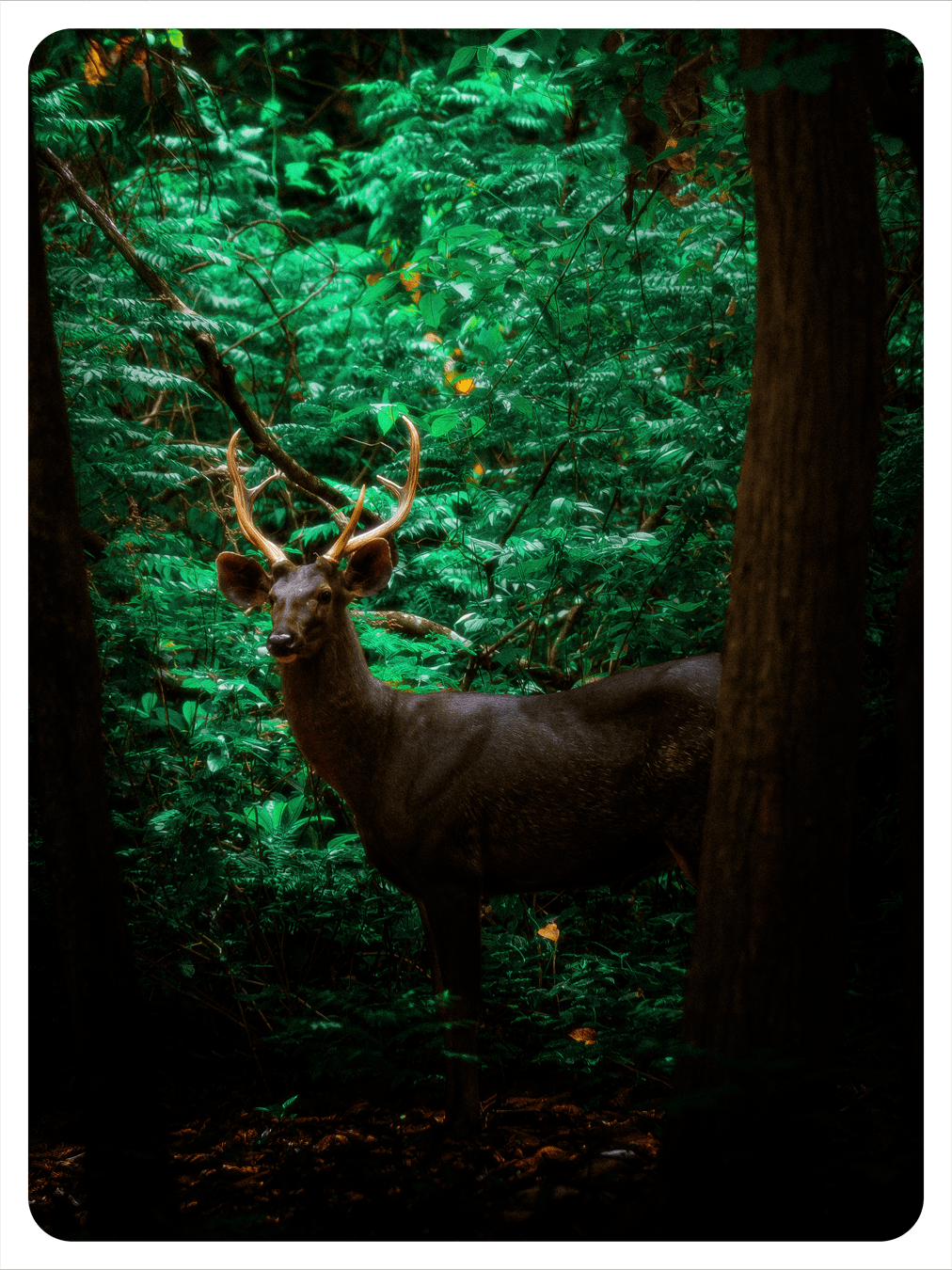 Reels and Frames