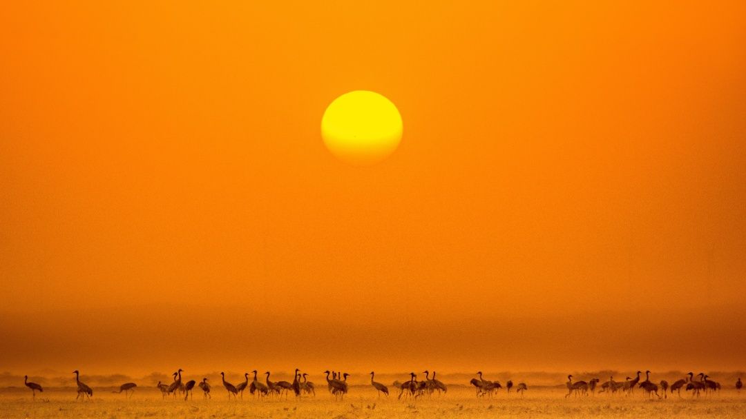Common cranes