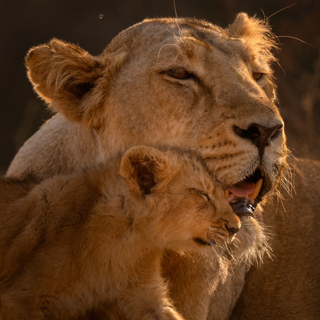 A Mothers Warmth