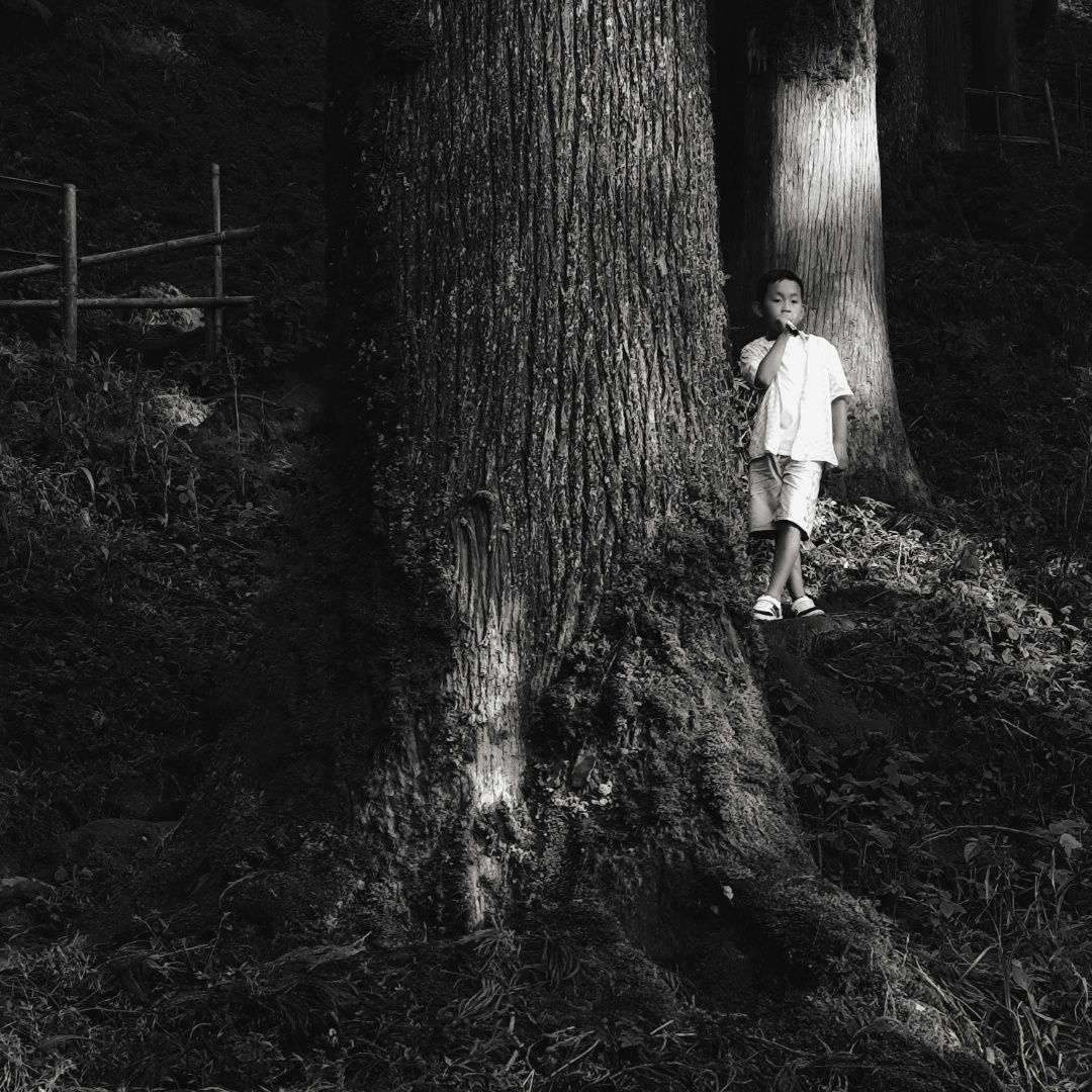 A play of Shadows and nature