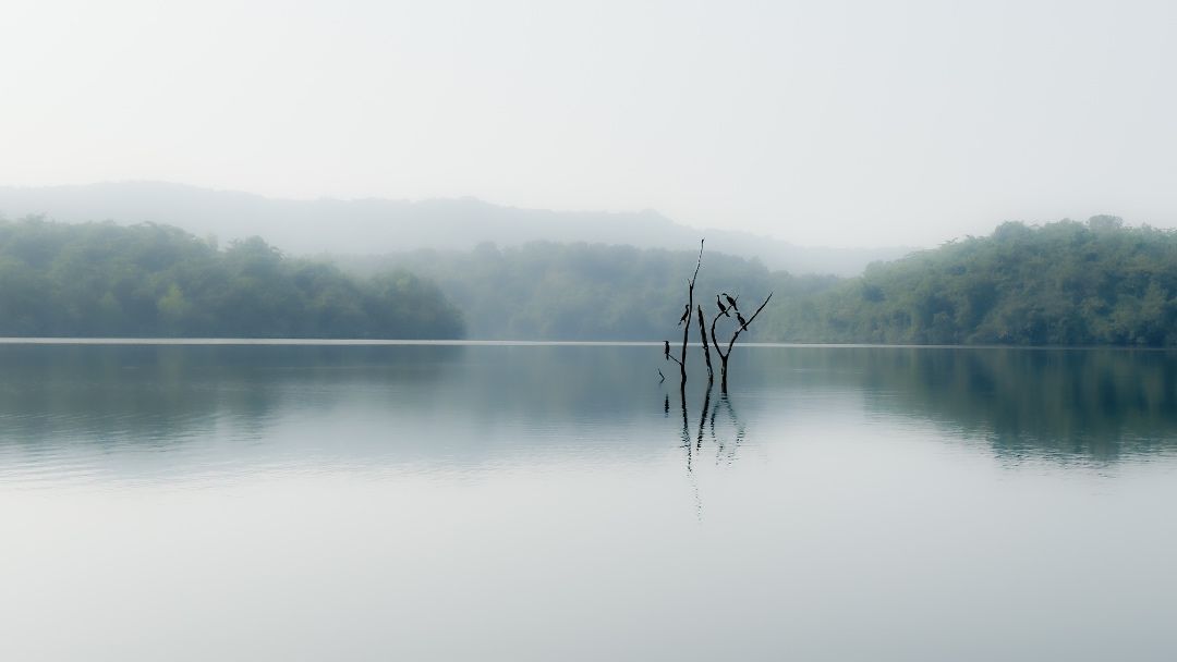 Fog in the forest