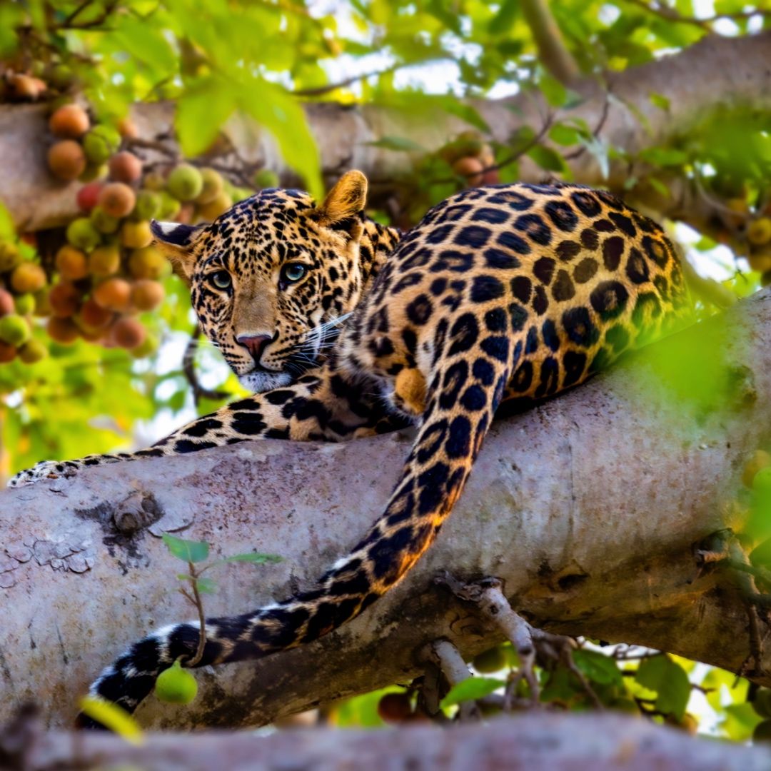 Leopard Resting on a Fig Tree