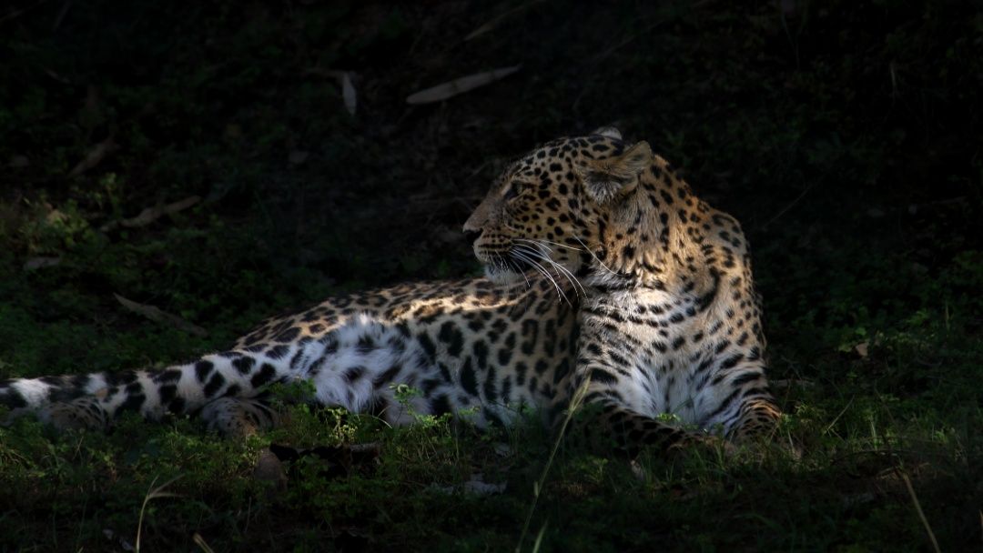 Wildlife Photography by FARHAN BHATI.