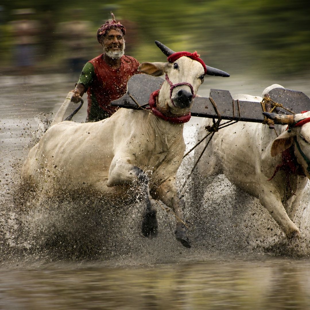 Moichara Cattle Race Canning