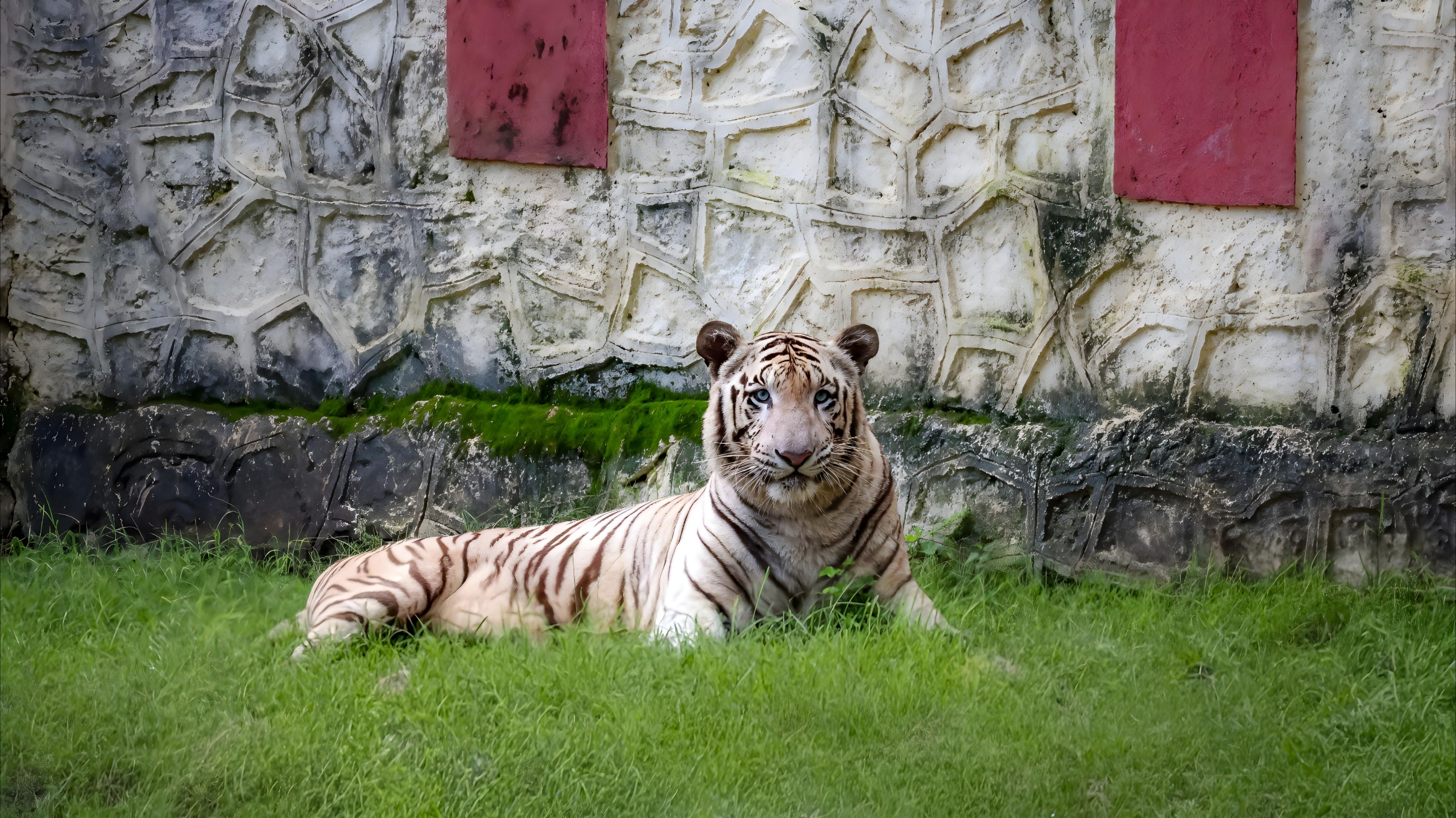 WILD LIFE