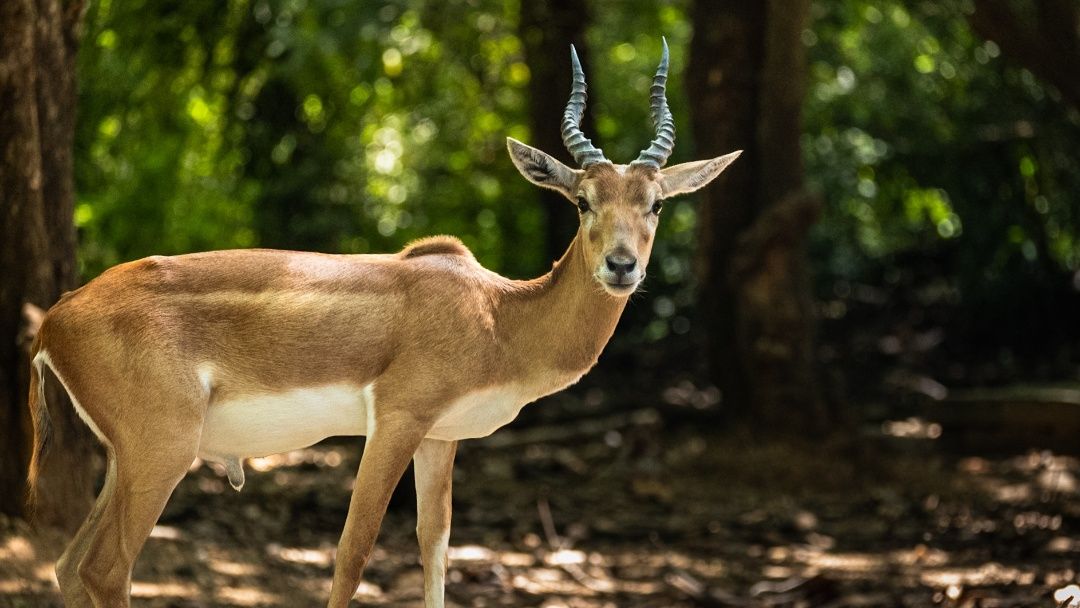Gaze of the Wild: The Indian Blackbuck