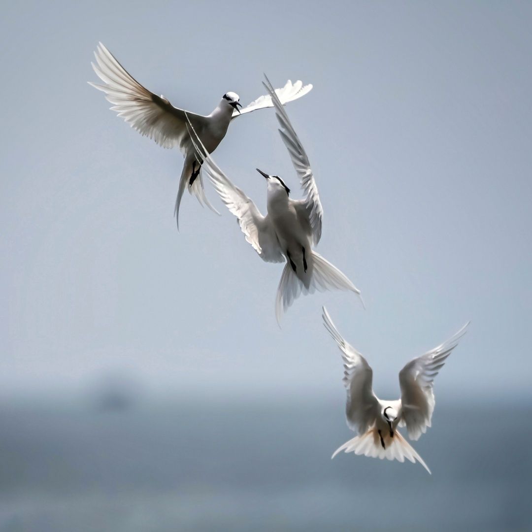 The Ballet of Wings