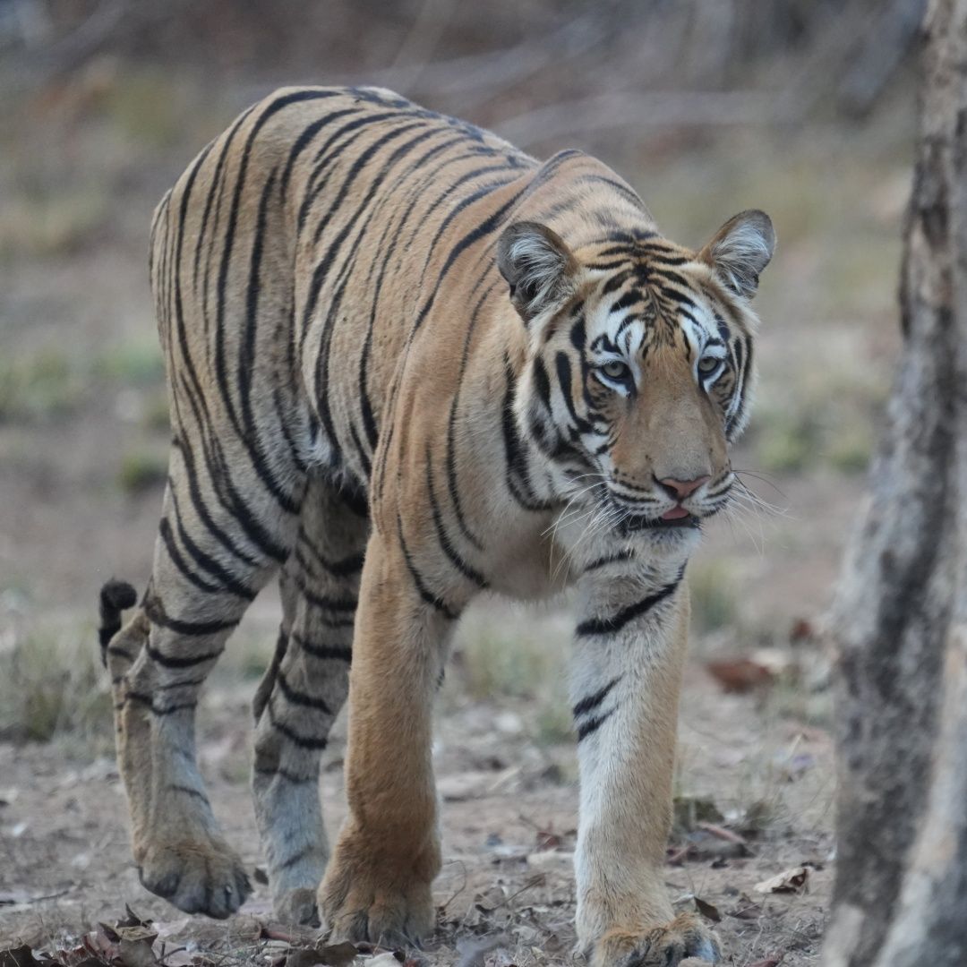 THE TIGER WALKING STRAIGHT TOWARD THE CAMERA