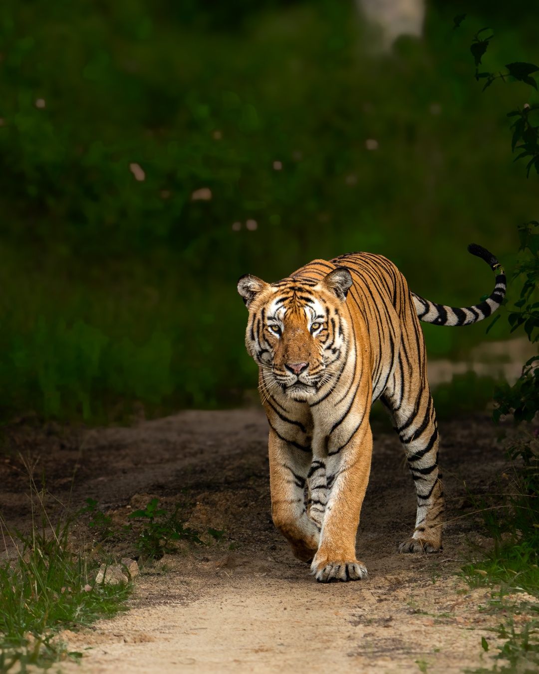 Royal Wak of Majestic Tiger