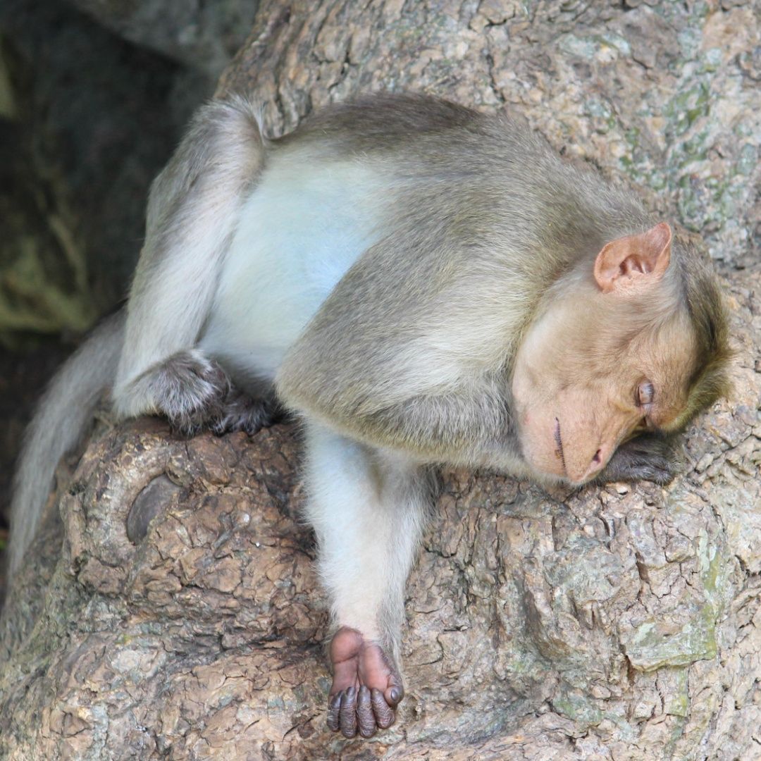 Serene slumber