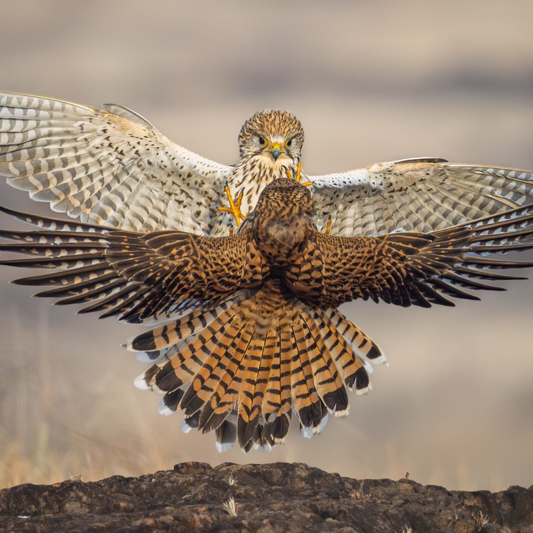 Kestrels fighting