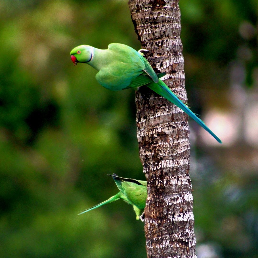ECOGREENS :Beautiful Green parrots on A green wild background,