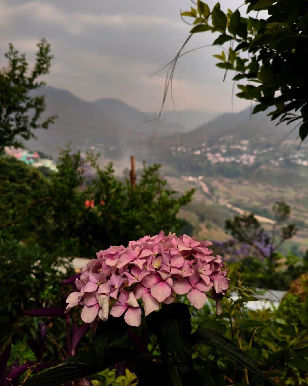 Hydrangea on a pedestal