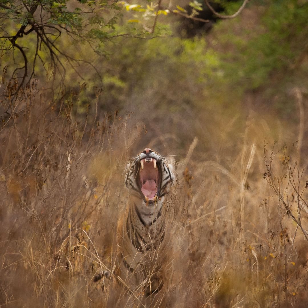 The Storm After The Yawn.