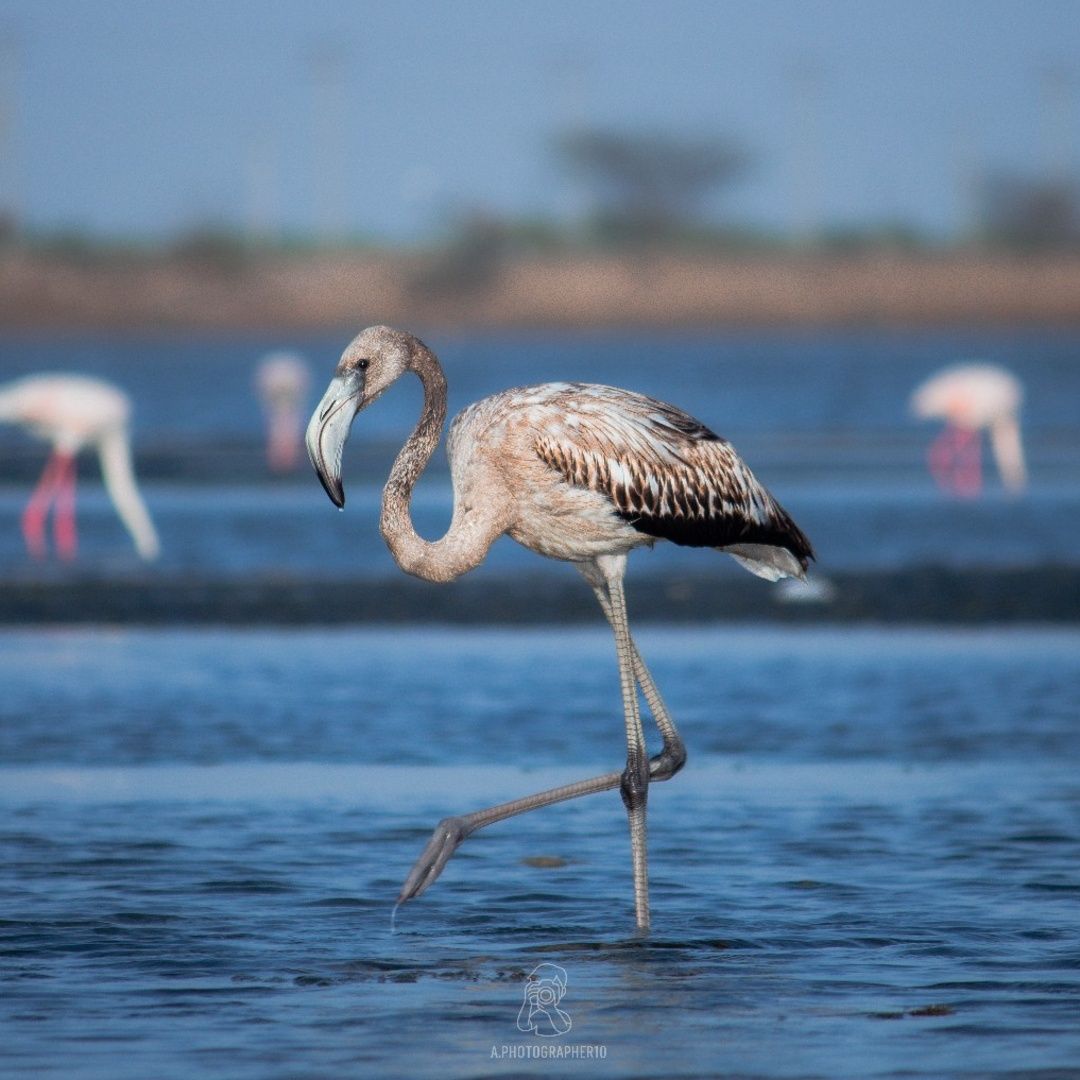 Wildlife photographer