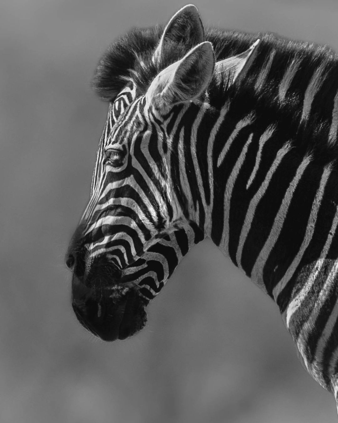 Two zebras one bond