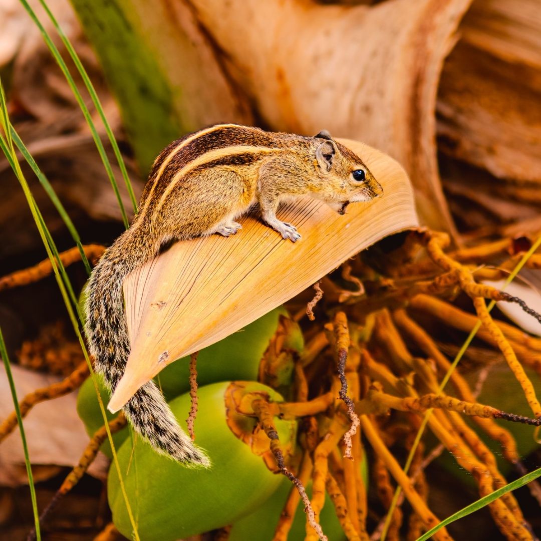 Stripes of the Wild β Life of an Indian Palm Squirrel