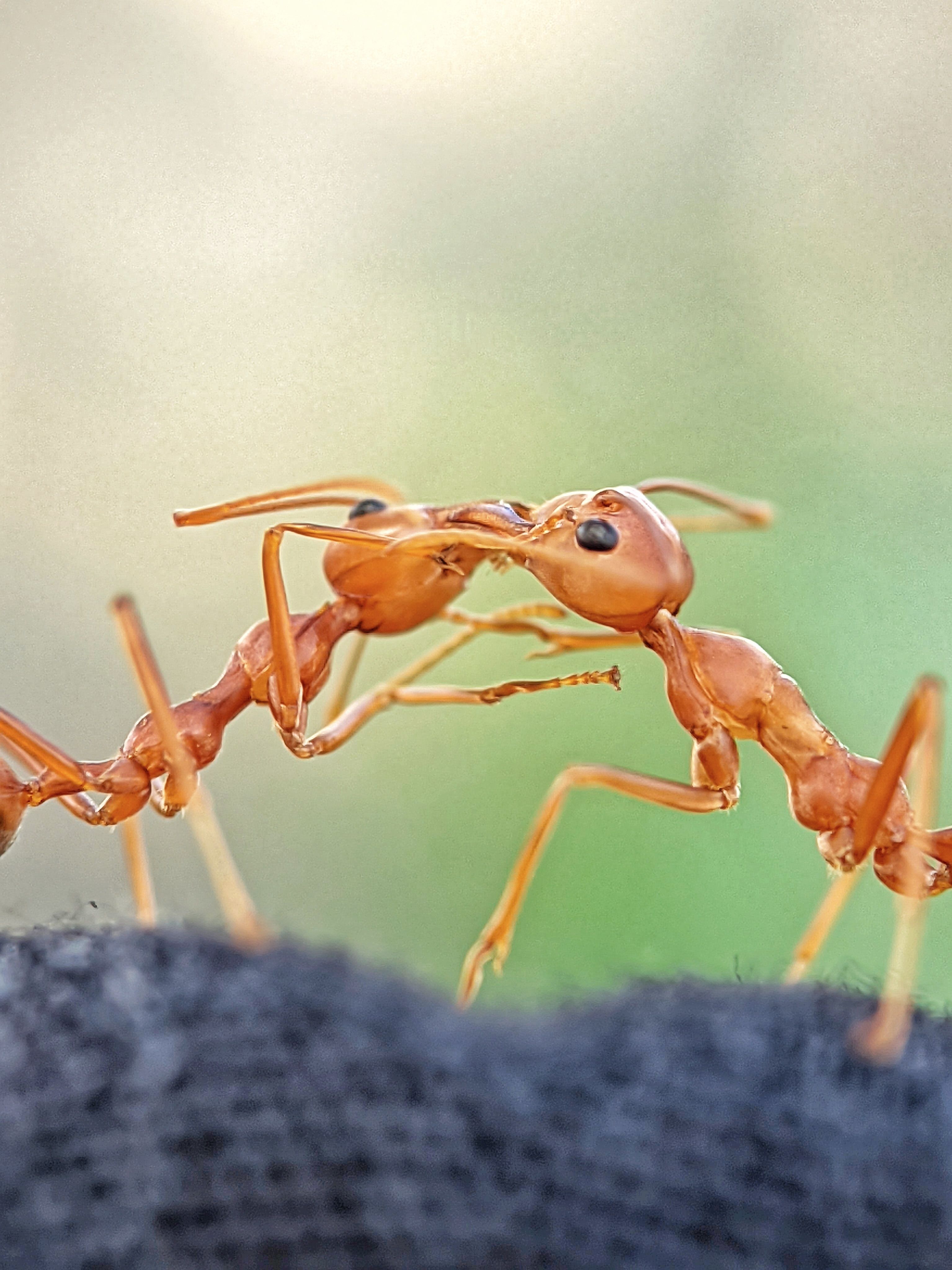 Weaver ant behaviour