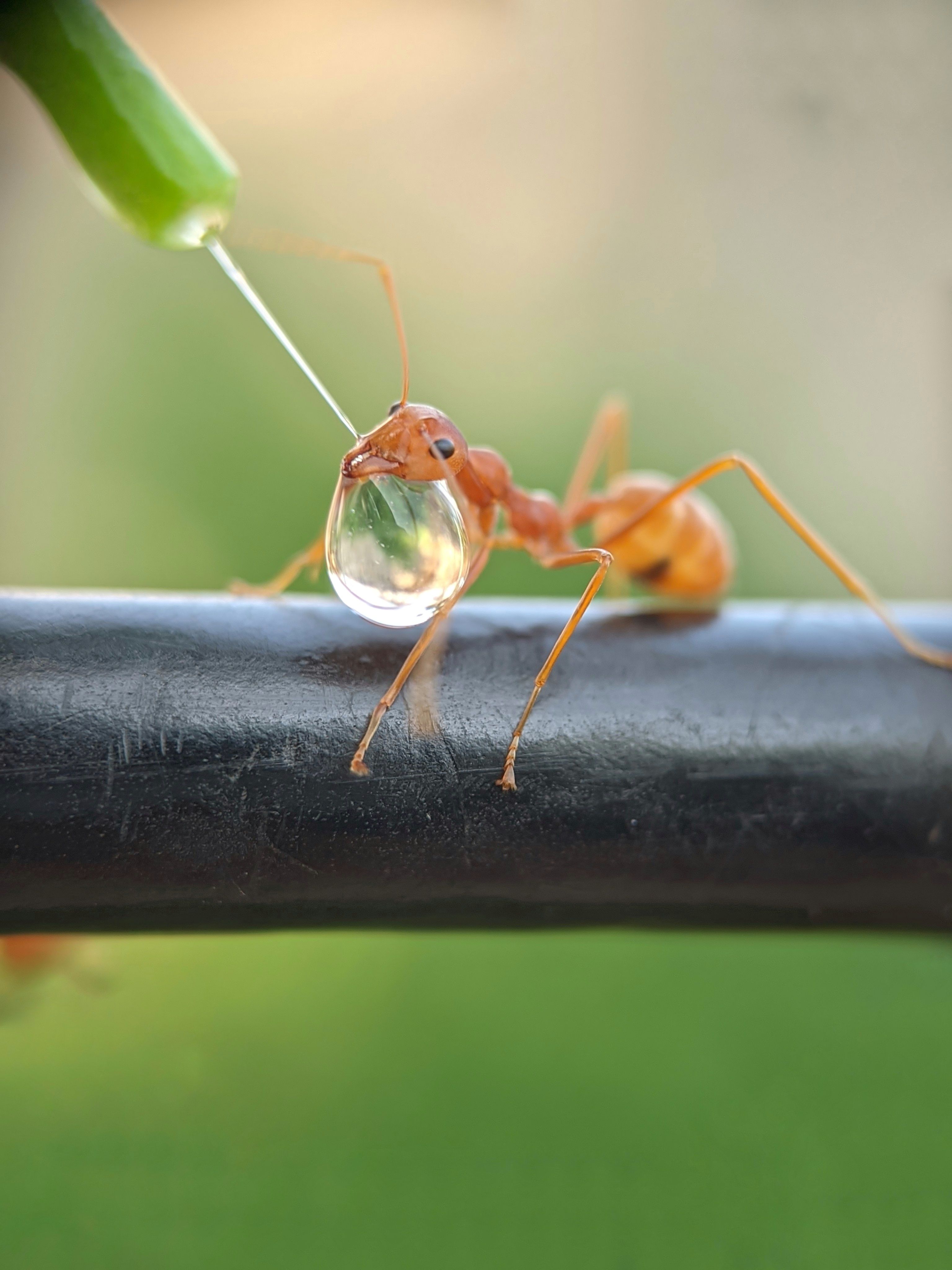 Weaver ant behaviour