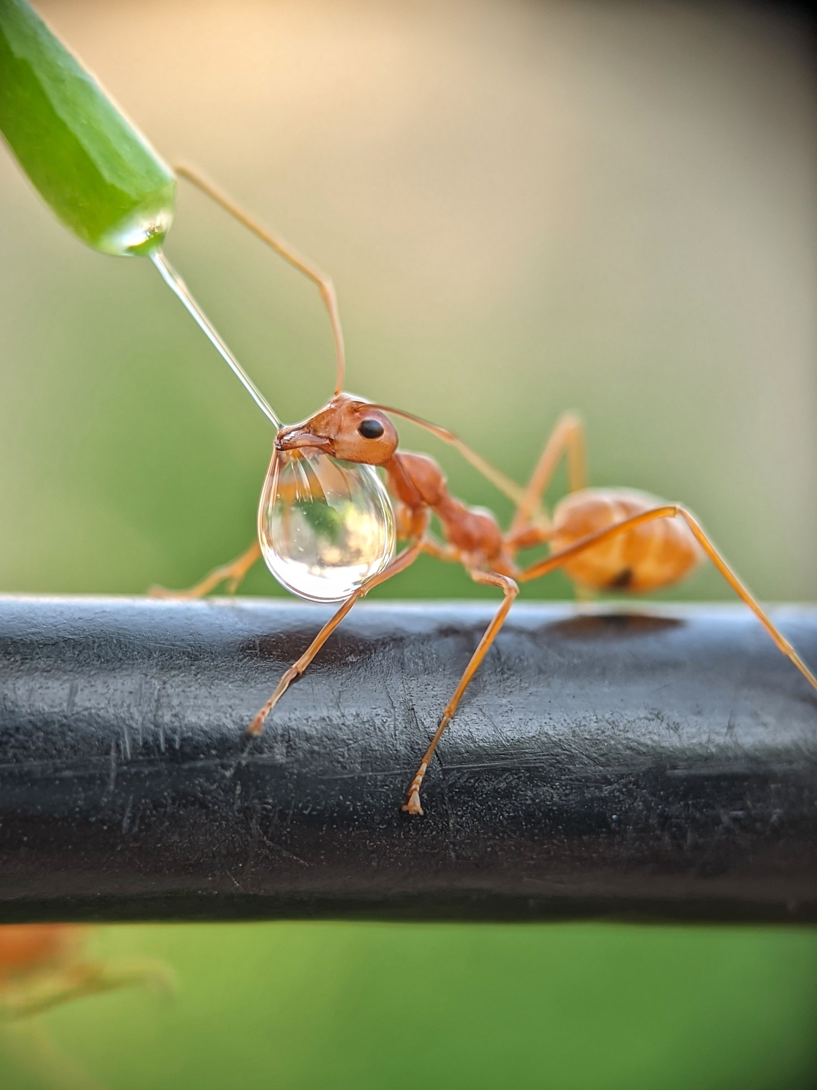 Weaver ant behaviour