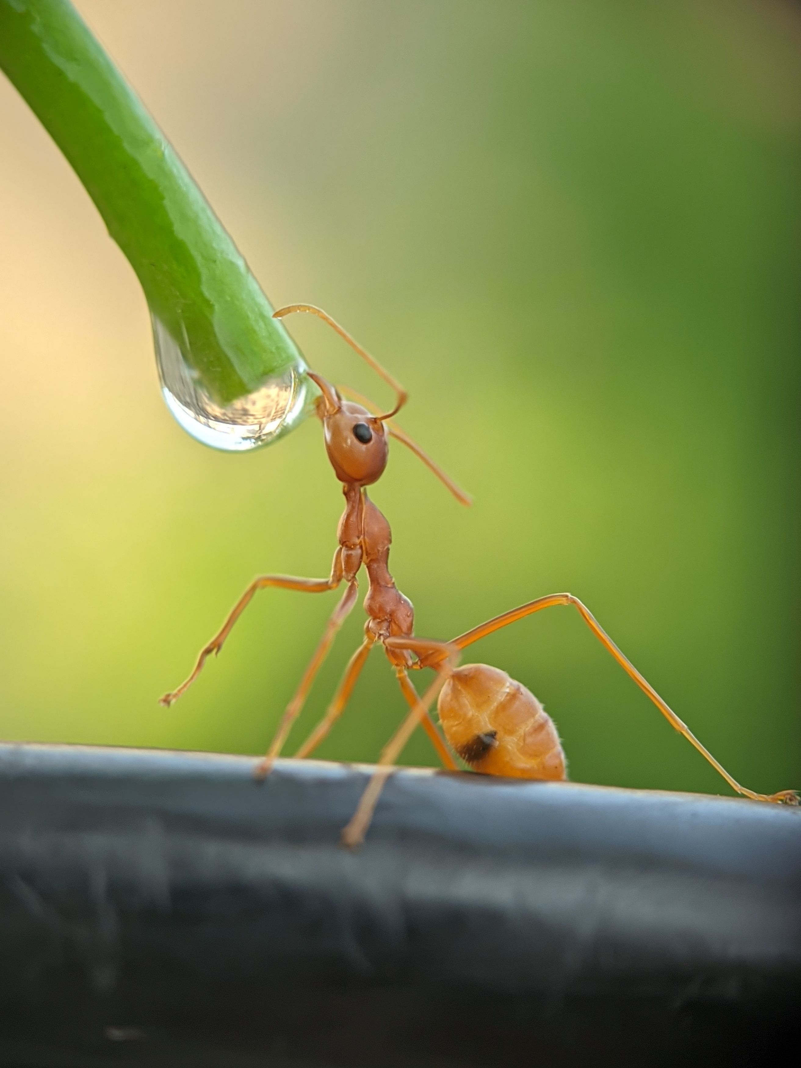 Weaver ant behaviour