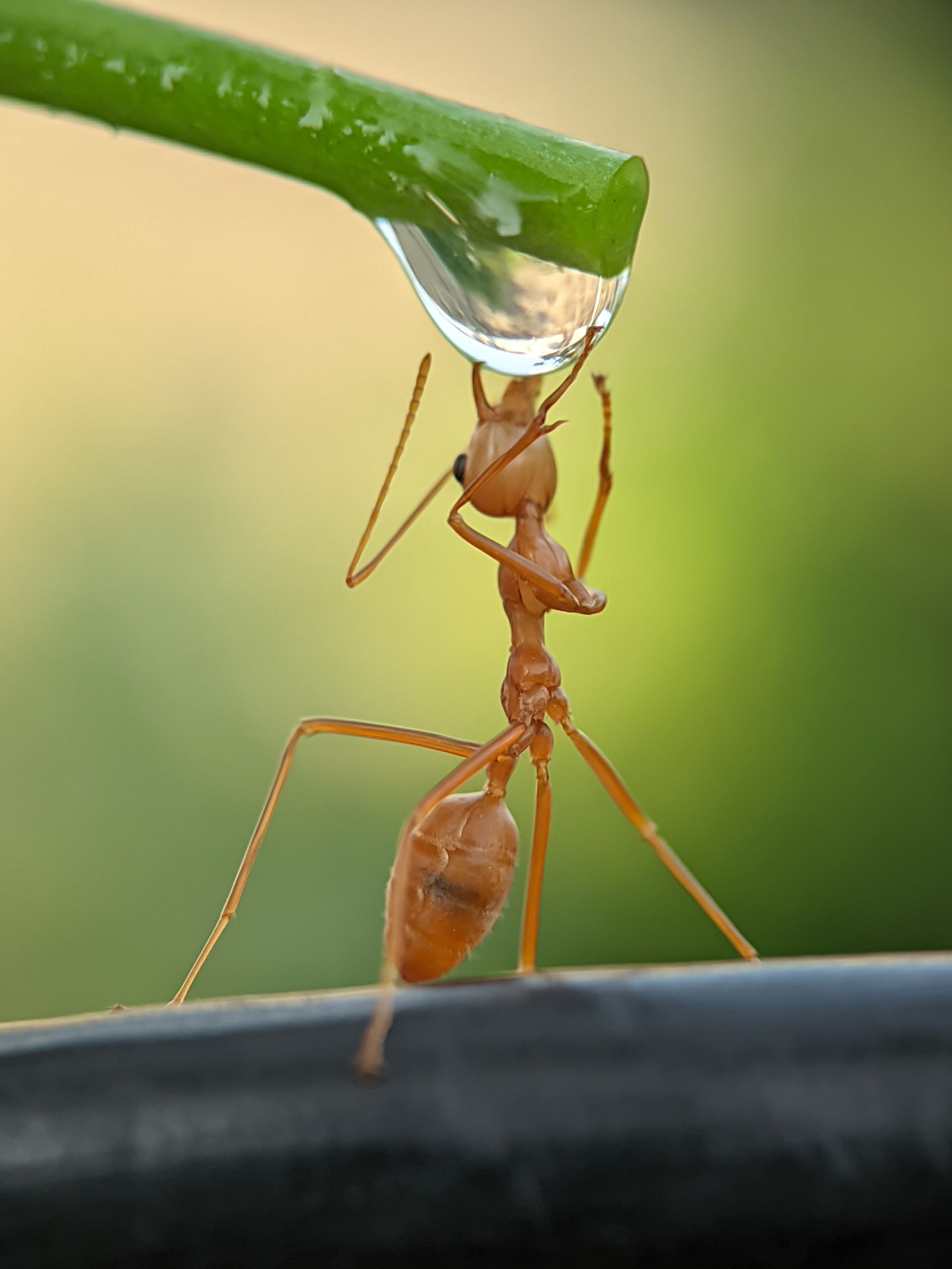 Weaver ant behaviour
