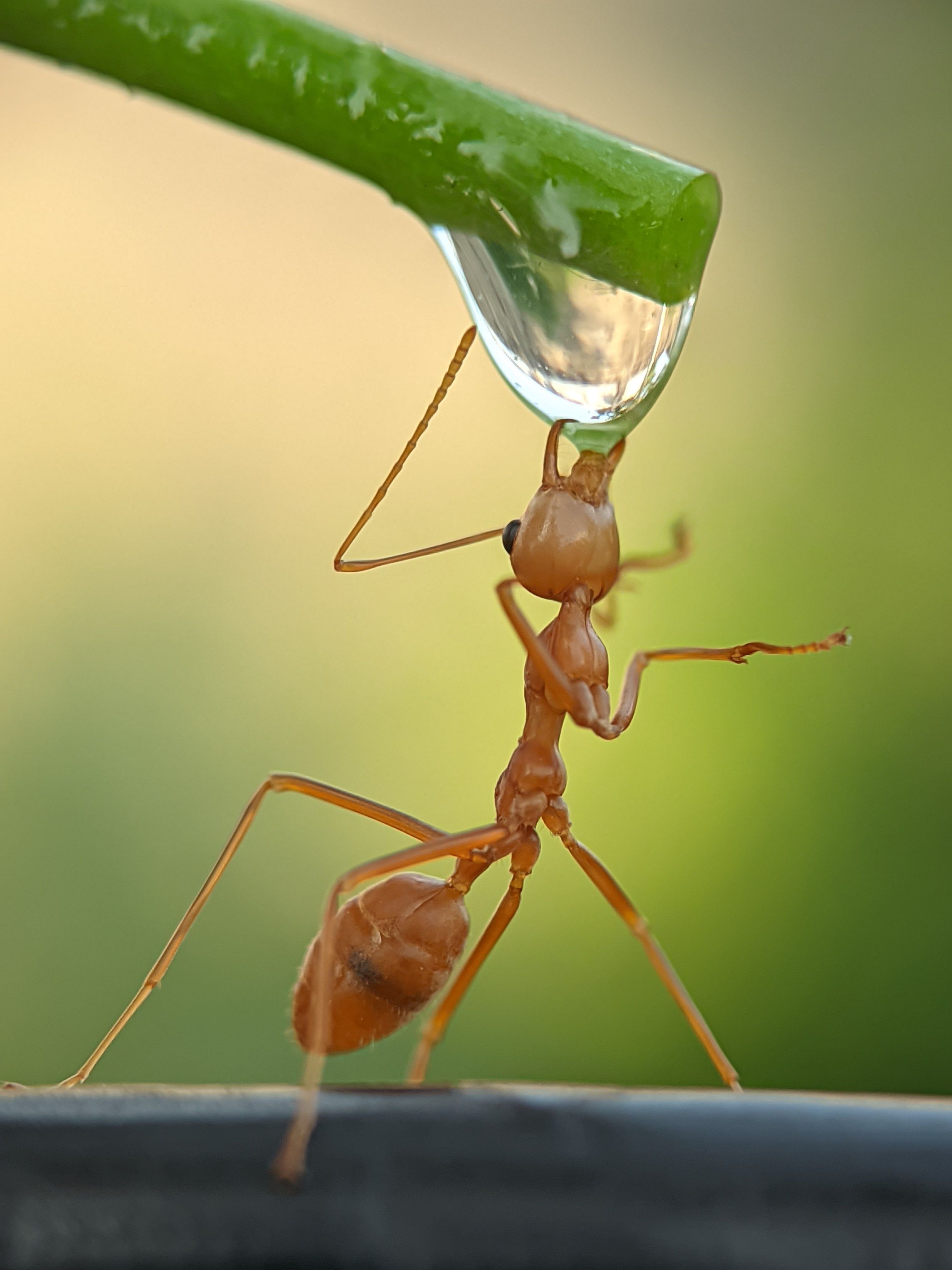 Weaver ant behaviour