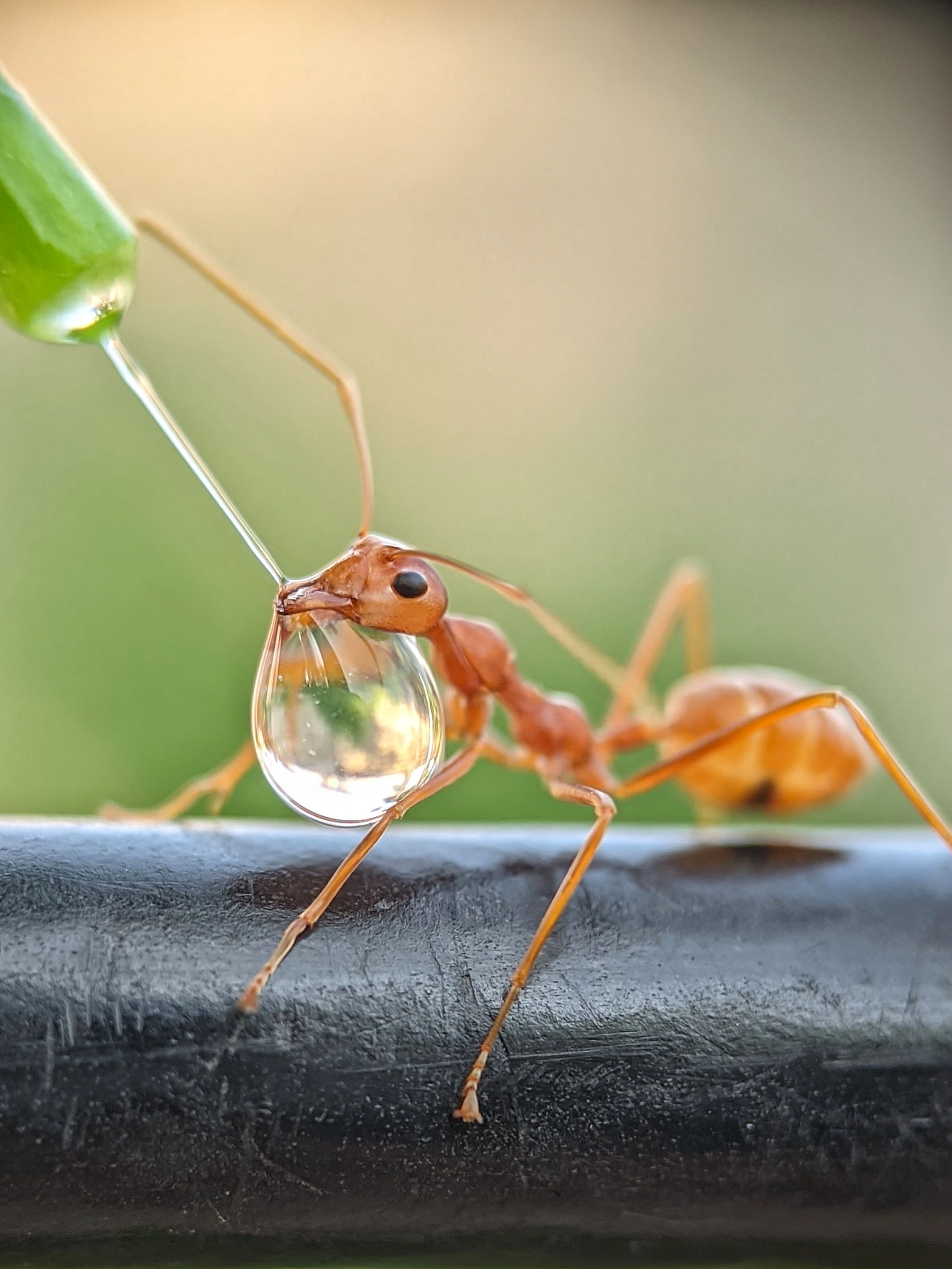Weaver ant behaviour