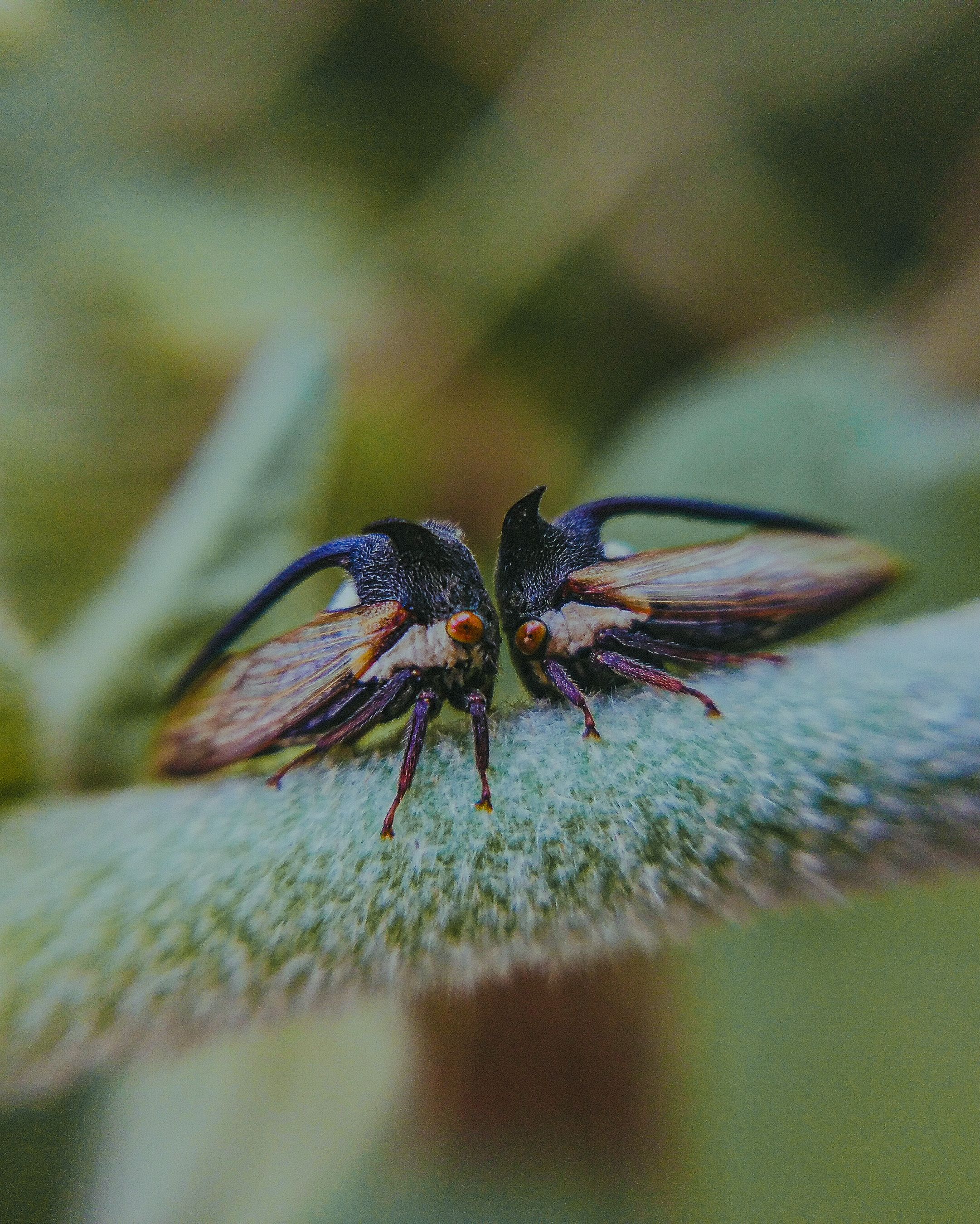 Macro wildlife