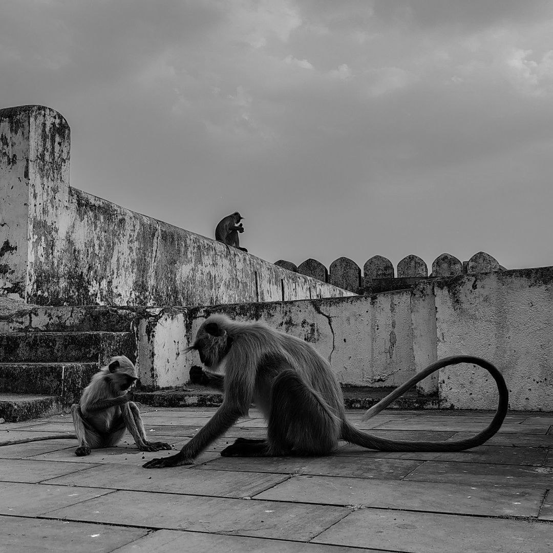 Silent Kingdom: Life Beyond the Walls