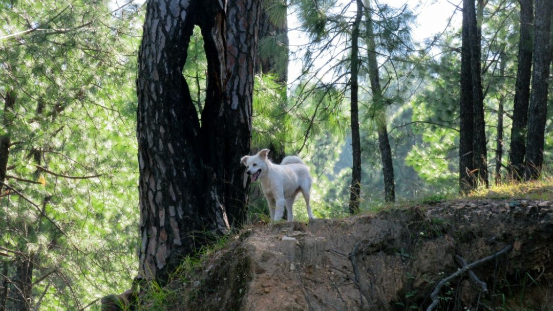 Guardian of the Wild