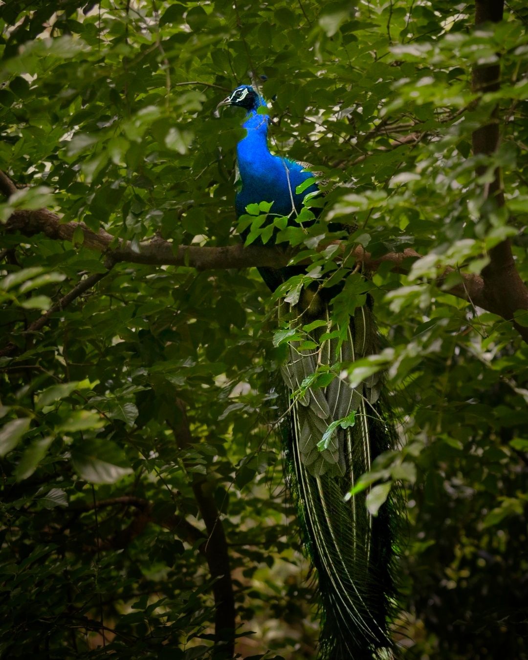 Hiding his beauty of feathers with leaves.