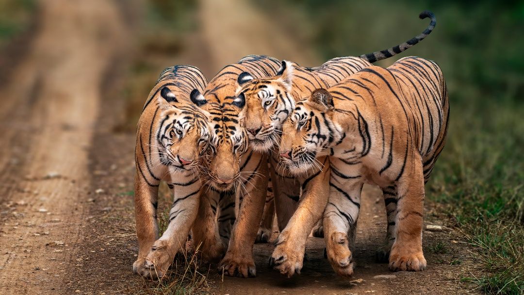 Strength in Stripes