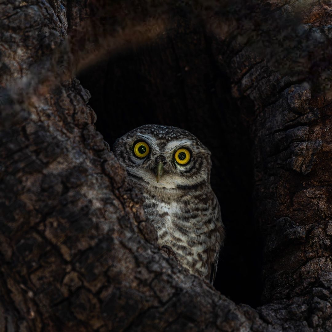 The curious owlet