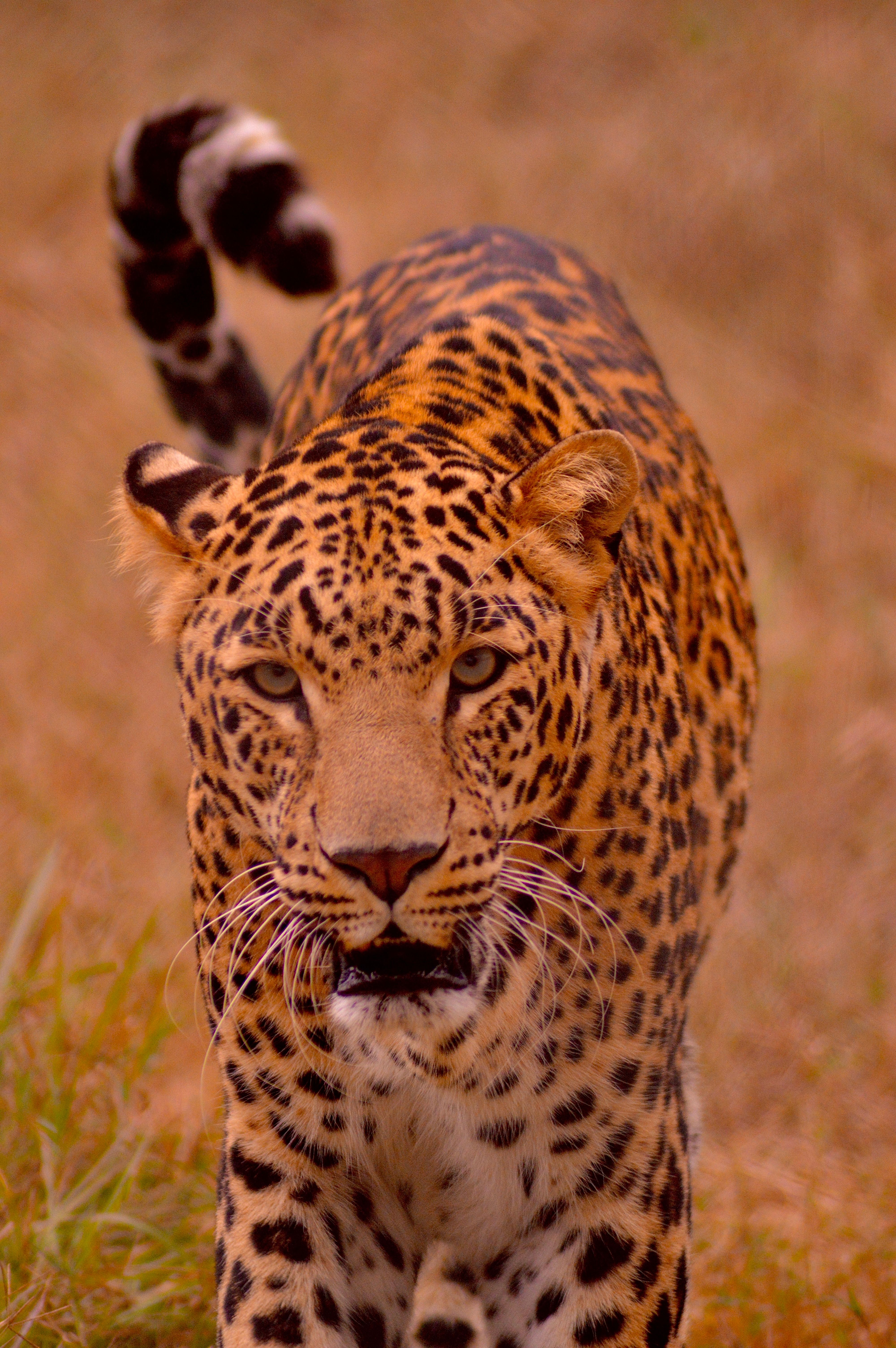Untamed — India's Big Cats and Beyond