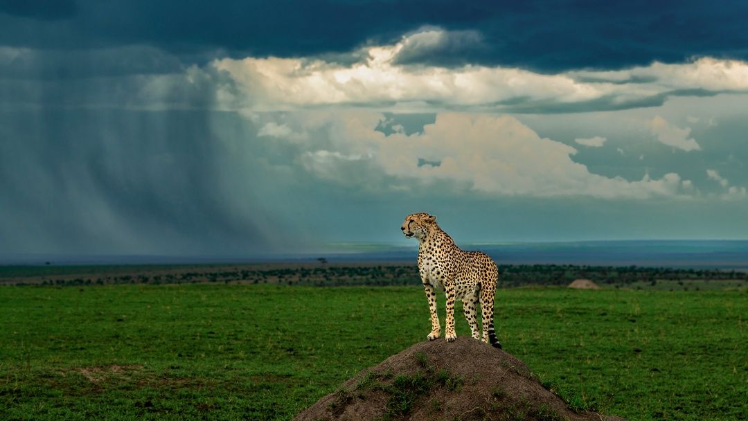 cheetah on top 9164
