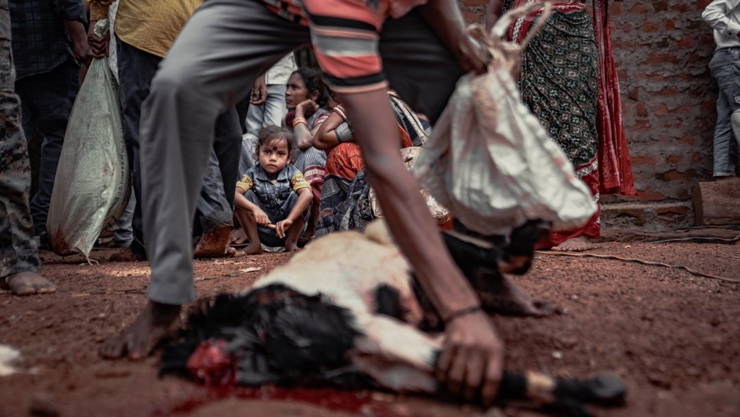 Animal Sacrifice Tradition