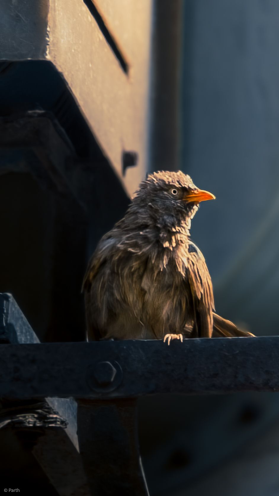WIldlife Photography