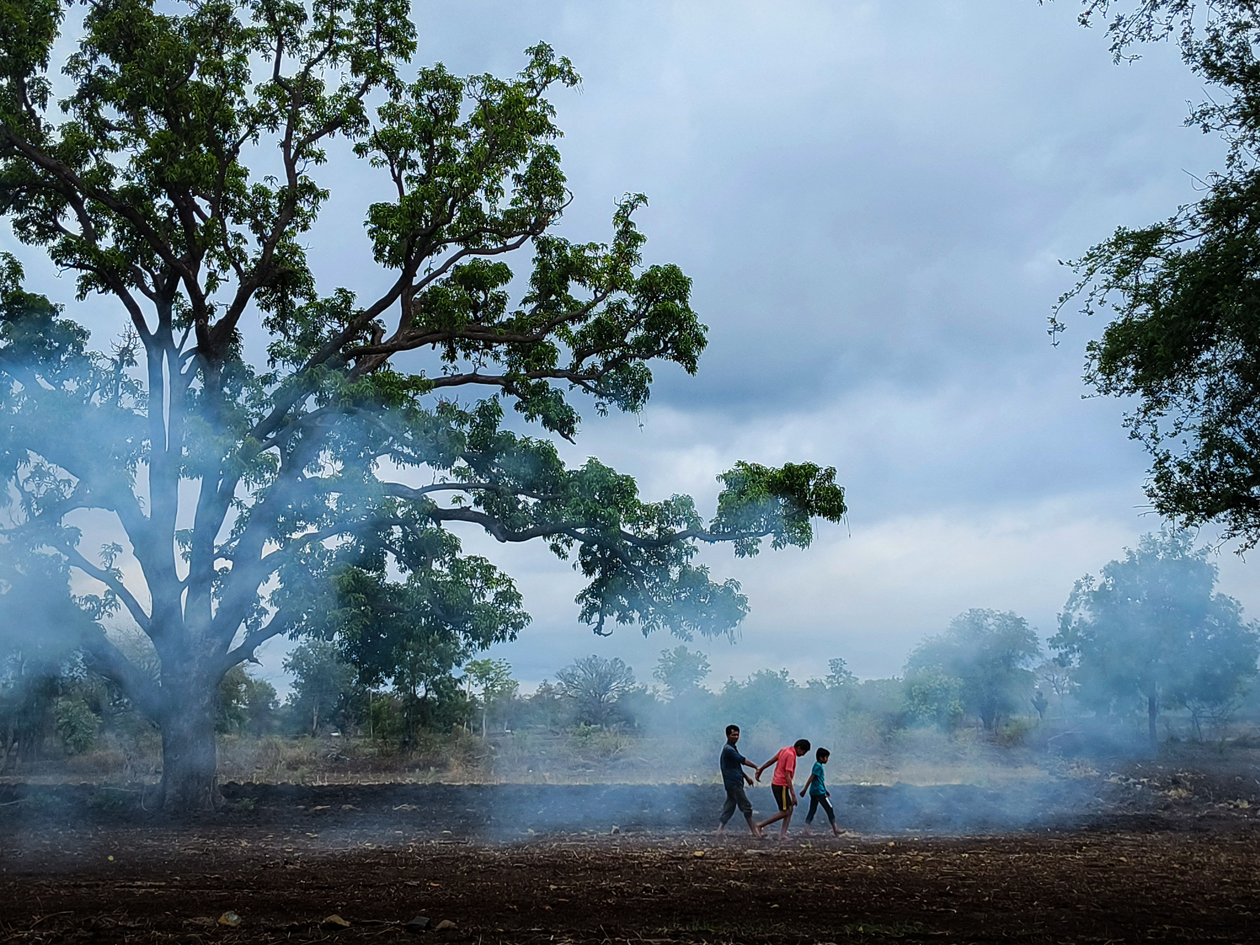 Three Souls and a Tree