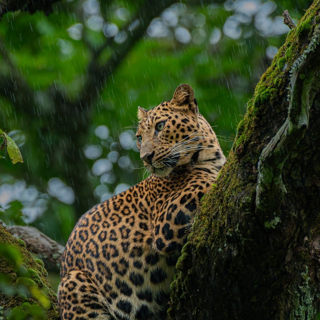 The Watchful Silence