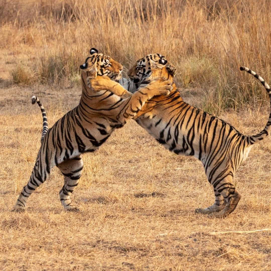 Siblings at Play