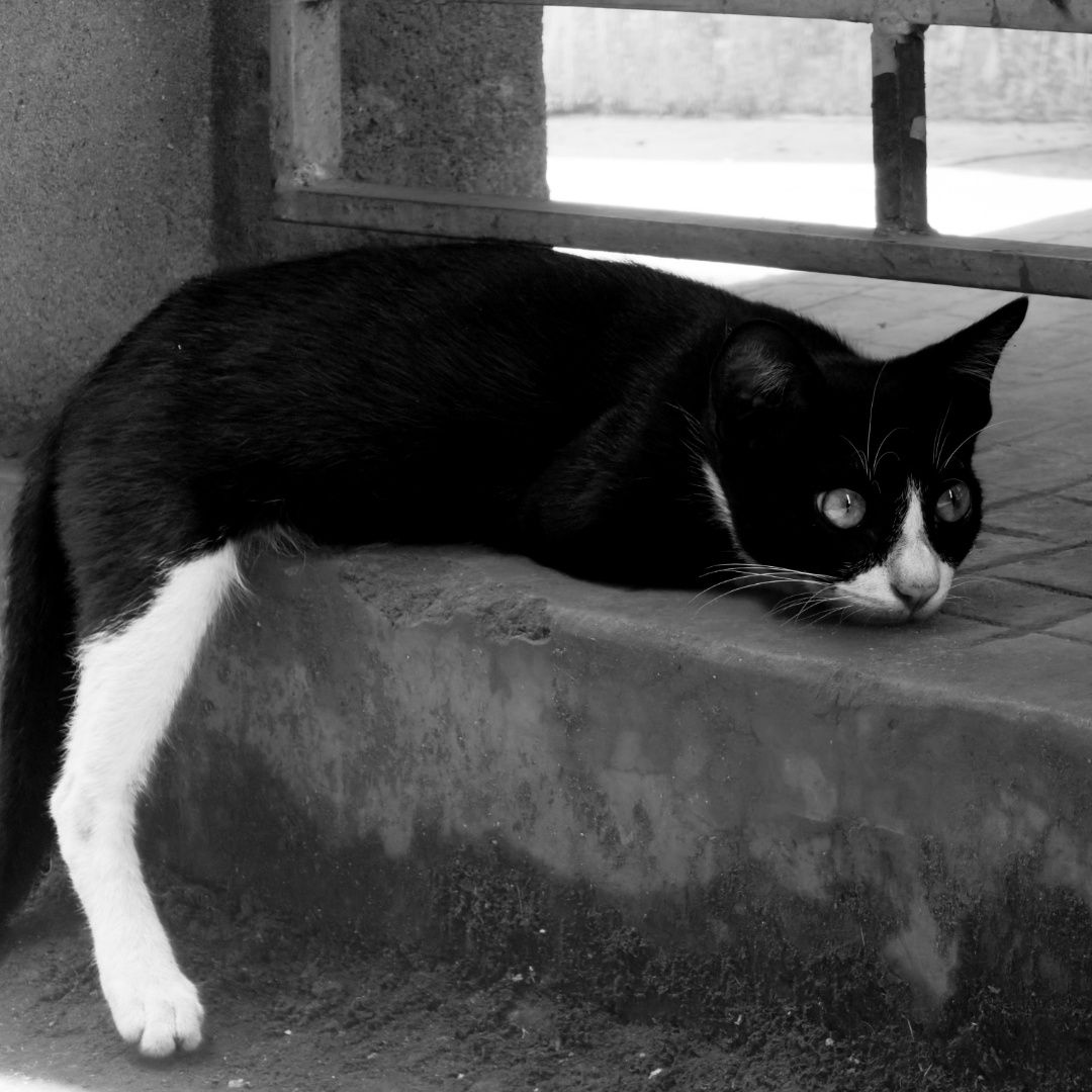 Monochrome vision