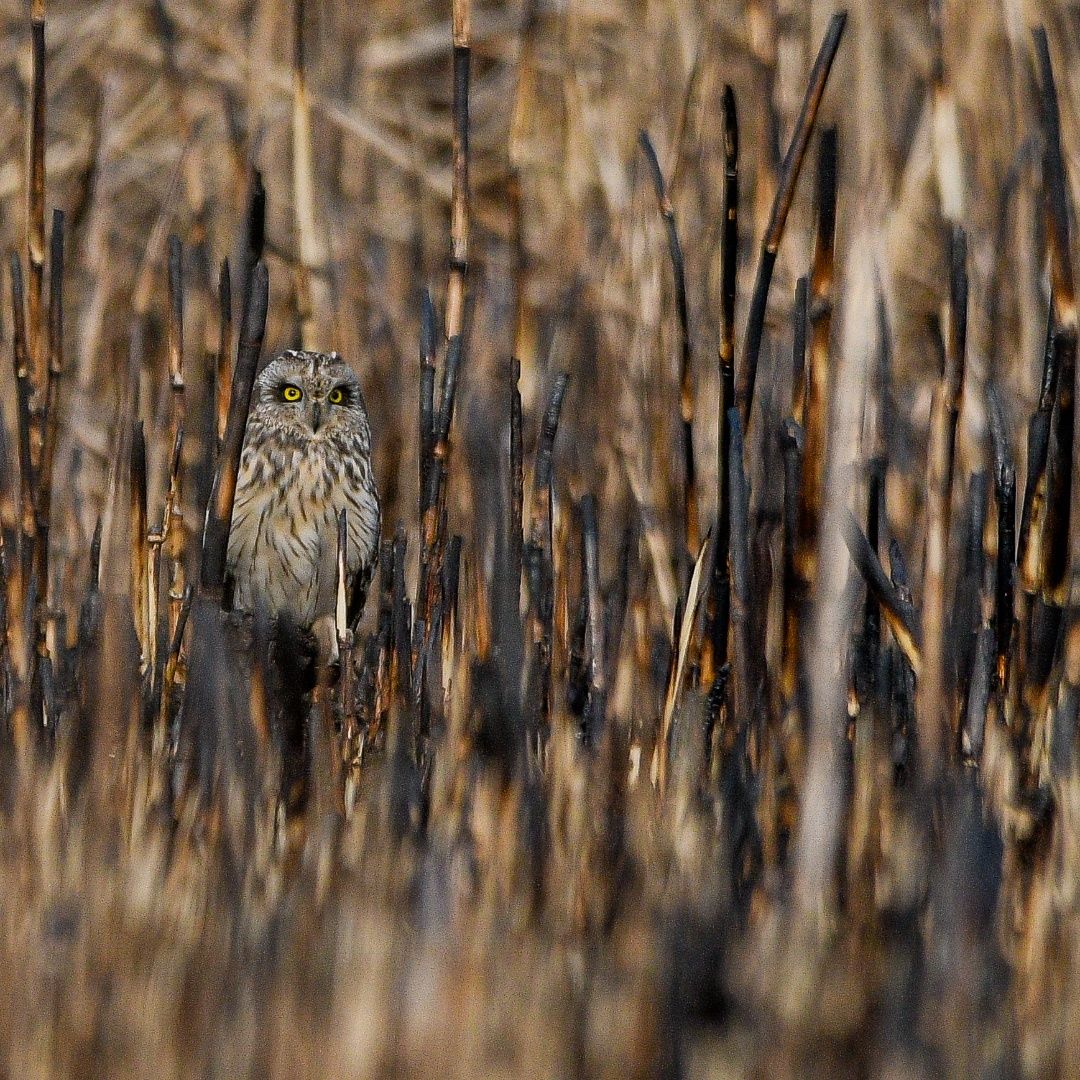 Collared scops owl