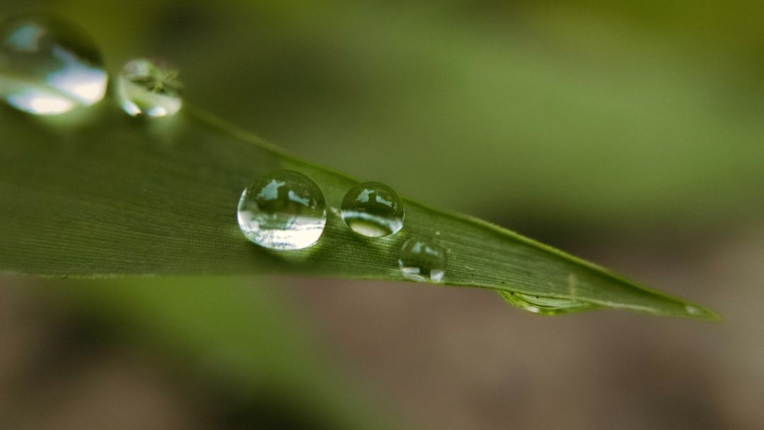 Macro and nature