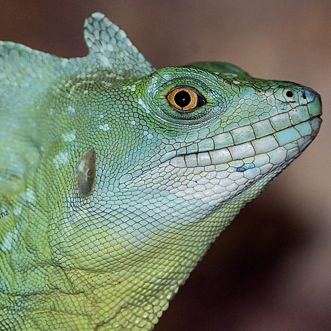 Plumed Basilisk