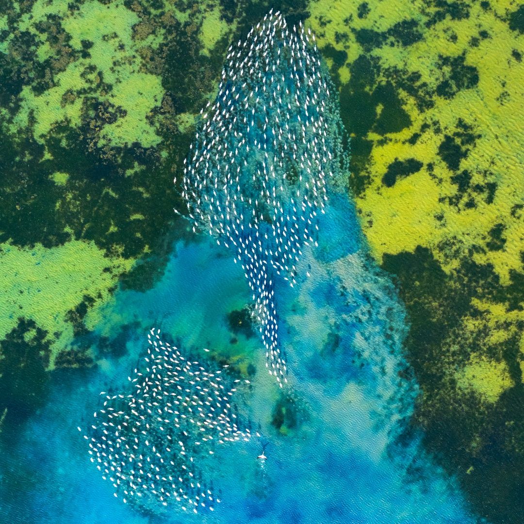 Living Patterns