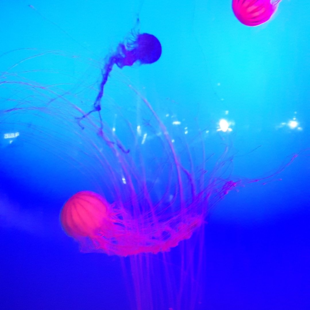 Marine underwater