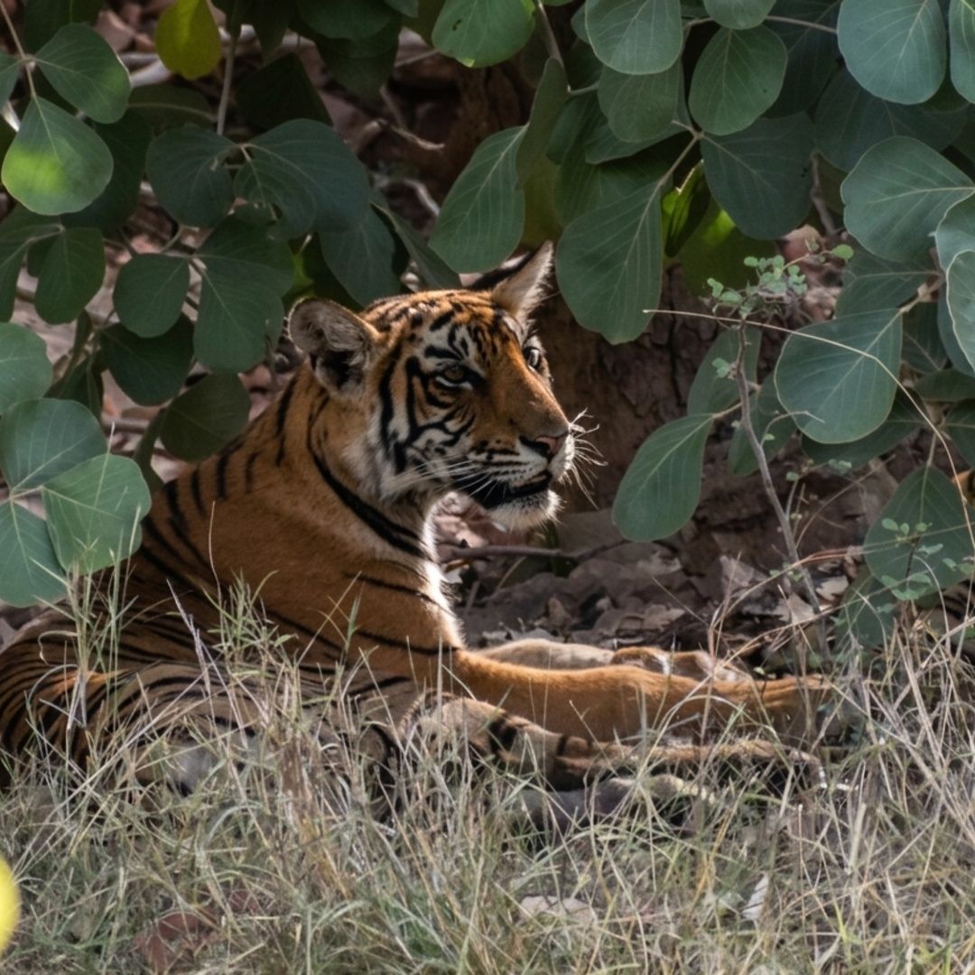 Ranthambore Tigers