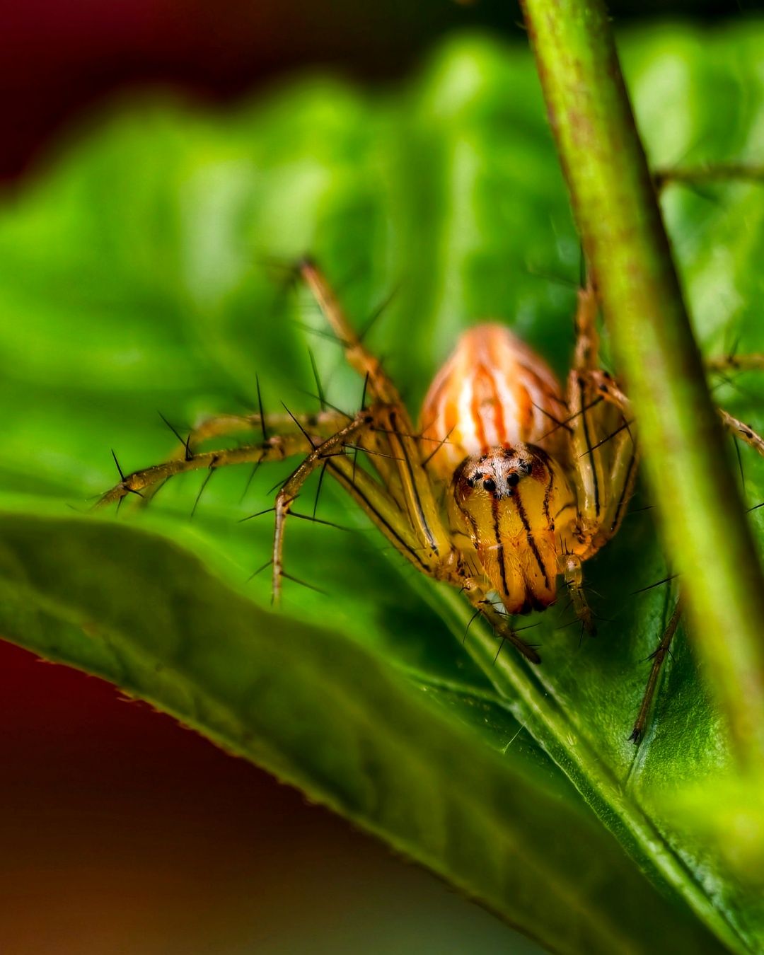 Macro spider