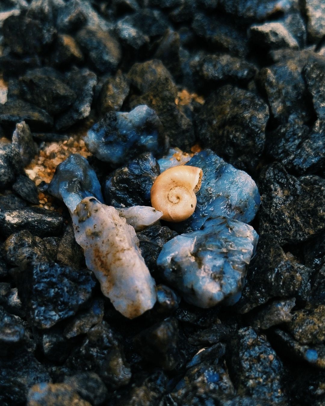 The Nature's Palatte